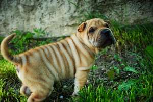 vand shar pei