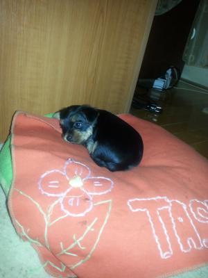 pui yorkshire terrier