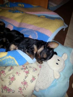 pui yorkshire terrier