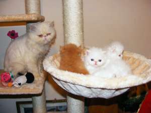 Puiuti persana alba botic turtit