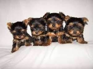 yorkshirre terrier pui