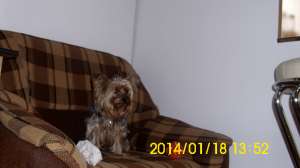 yorkshirre terrier pui
