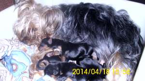 yorkshirre terrier pui