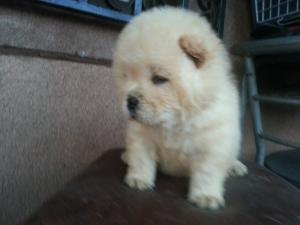 PUI CHOW CHOW RASA PURA