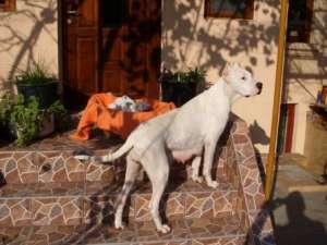 vand dog argentinian