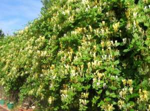 Gard viu- tuia,   lemn cainesc,   buxus,   liliac