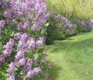 Gard viu- tuia,   lemn cainesc,   buxus,   liliac