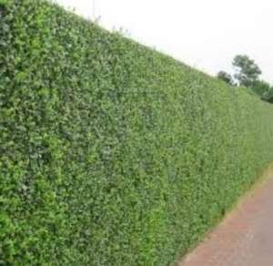 Gard viu- tuia,   lemn cainesc,   buxus,   liliac