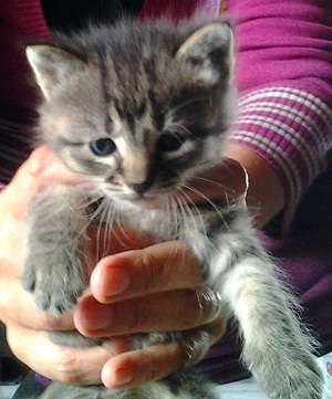 Adoptie pui pisicuta 4 saptamani
