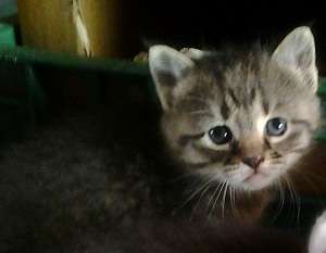 Adoptie pui pisicuta 4 saptamani
