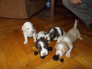catei lagotto romagnolo