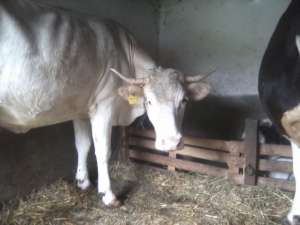Vaca.vitel