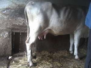 Vaca.vitel