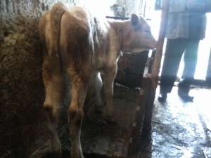 Vaca.vitel