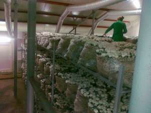 Instalatii ciupercarii,  hale productie ciuperci,  camere frigorifice