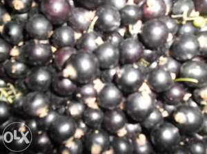 Producator,  vand fructe si sirop de coacaz negru