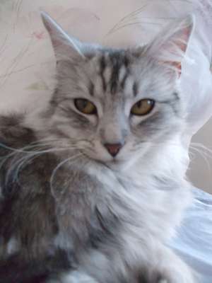 PISICA METIS RAGDOLL PENTRU MONTA