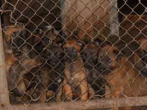 catei ciobanesc belgian malinois