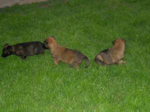 catei ciobanesc belgian malinois