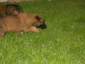 catei ciobanesc belgian malinois