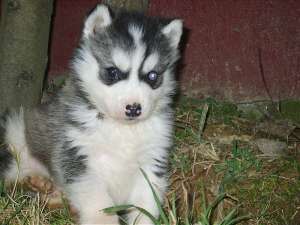 Vand pui husky