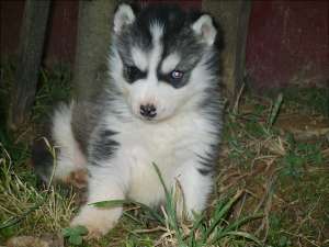 Vand pui husky