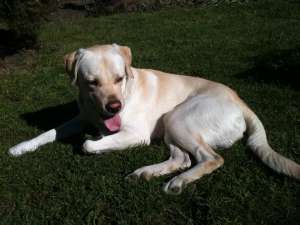 Monta Labrador Mascul