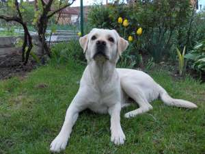 Monta Labrador Mascul