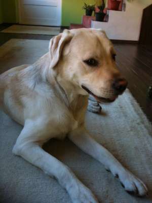Monta Labrador Mascul