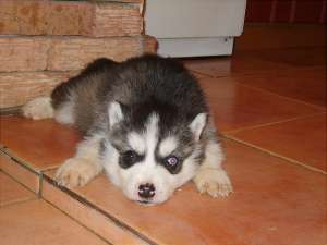 Vand pui husky