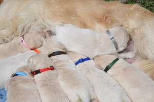 Facem prenotari   pui Golden Retriver