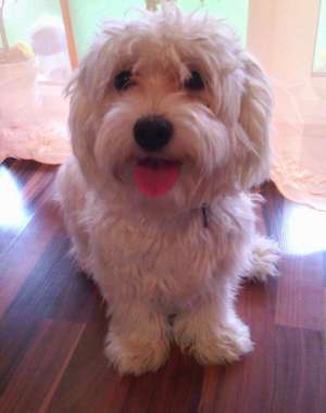 DAU SPRE MONTA BICHON MALTEZE ALB