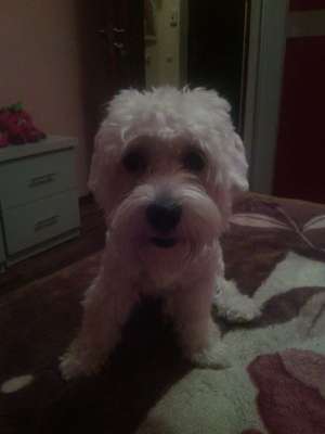 DAU SPRE MONTA BICHON MALTEZE ALB
