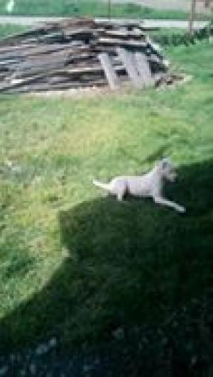 DOG ARGENTINIAN rasa pura