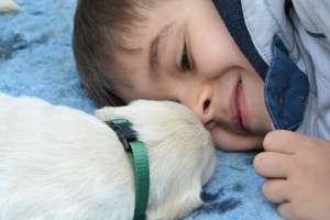 pui Golden Retriver