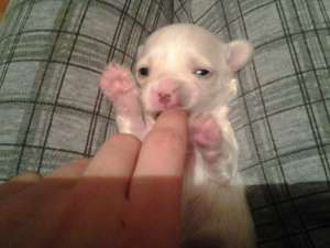 Vand bichon maltez NEGOCIABIL!
