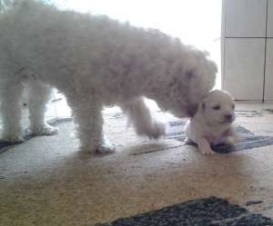 Vand bichon maltez NEGOCIABIL!