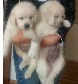 vand catei golden retriever