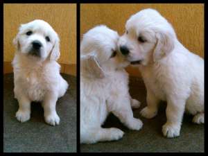 vand catei golden retriever