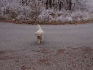 vand lagotto romagnolo caine trufar de 2 ani