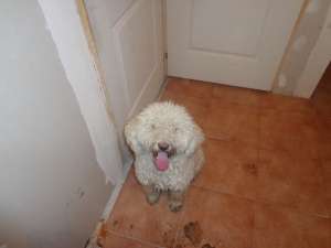 vand lagotto romagnolo caine trufar de 2 ani