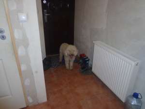 vang lagotto romagnolo