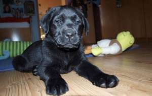 labrador nedru cu pedigree