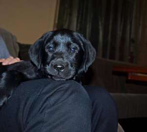 labrador nedru cu pedigree