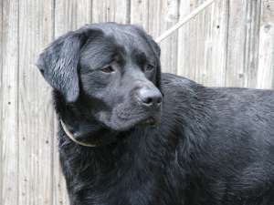 labrador nedru cu pedigree