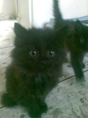 vand pui pisici rasa angora