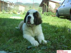 Vand catei saint bernard