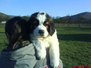 Vand catei saint bernard