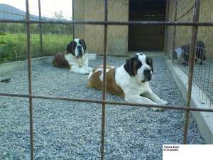 Vand catei saint bernard