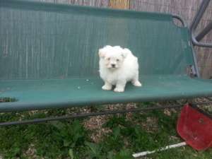 Pui Bichon Maltese toy 7-8   sapt